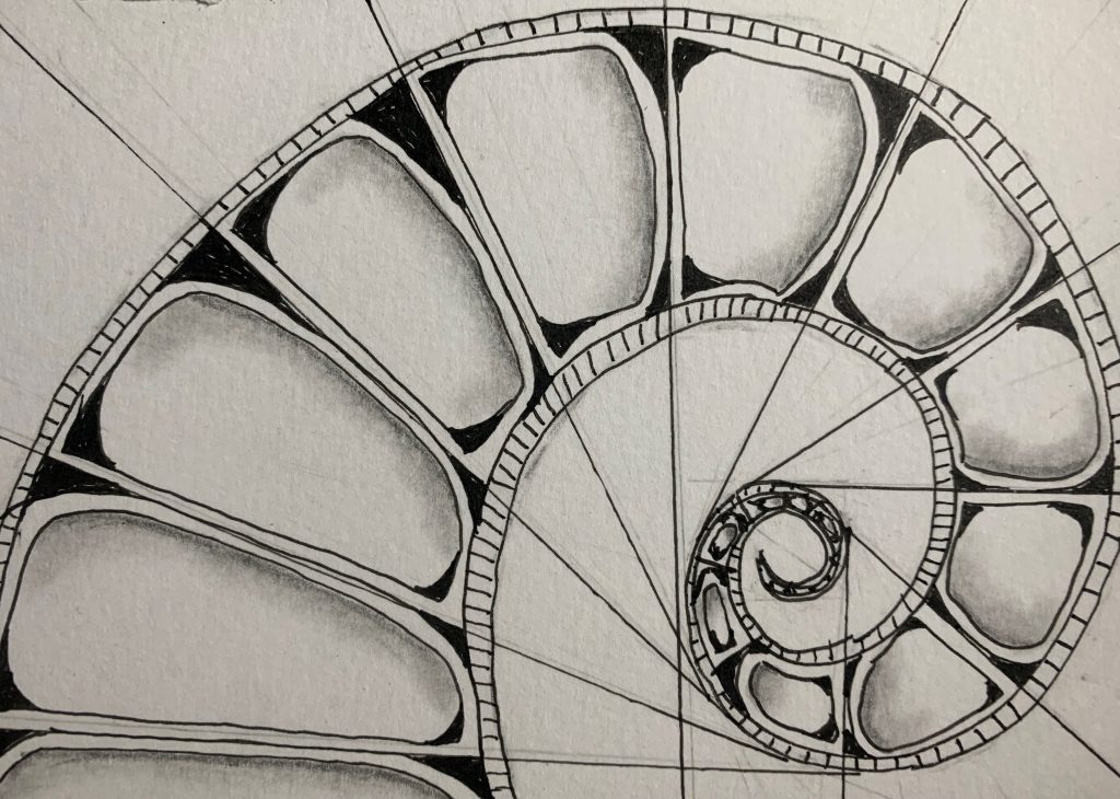 The mathematics of ammonites